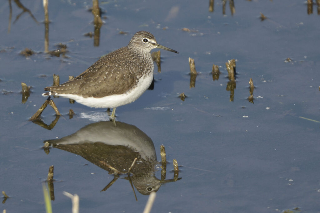 Green Sandpiper, identification