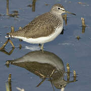 Green Sandpiper