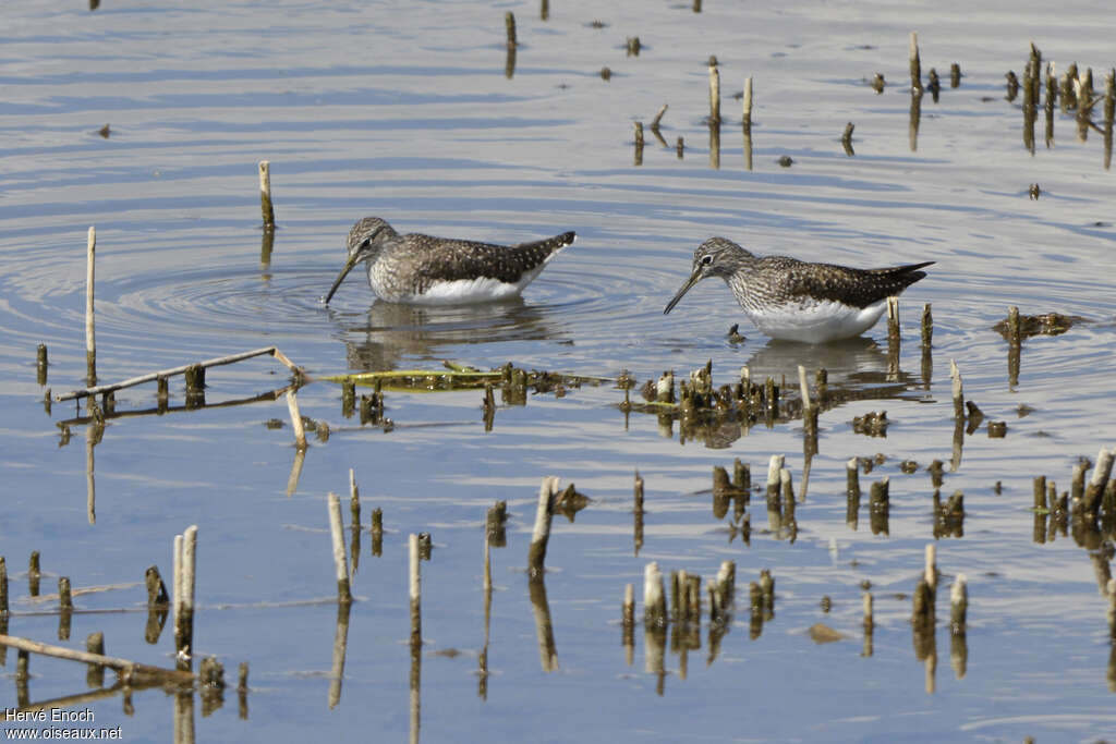 Green Sandpiper, habitat, fishing/hunting