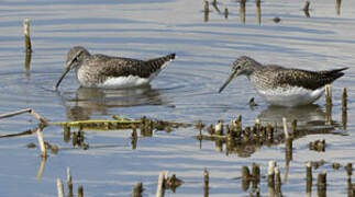 Green Sandpiper