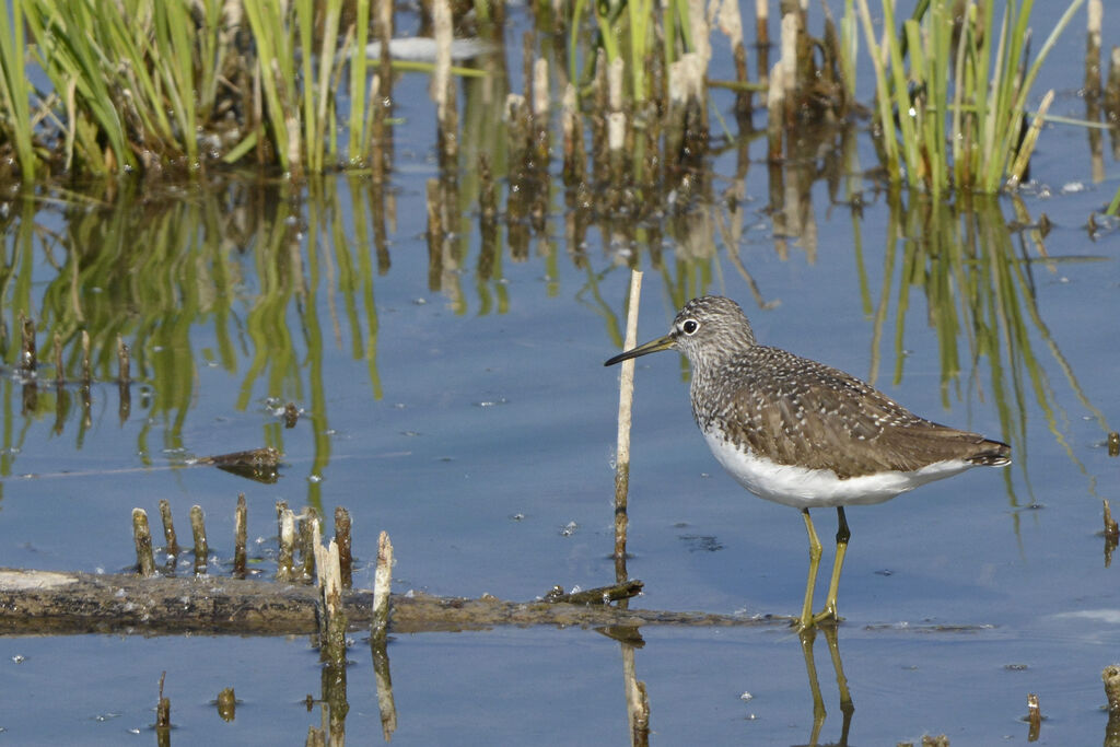 Green Sandpiper, identification