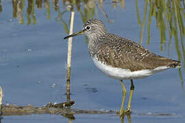 Green Sandpiper