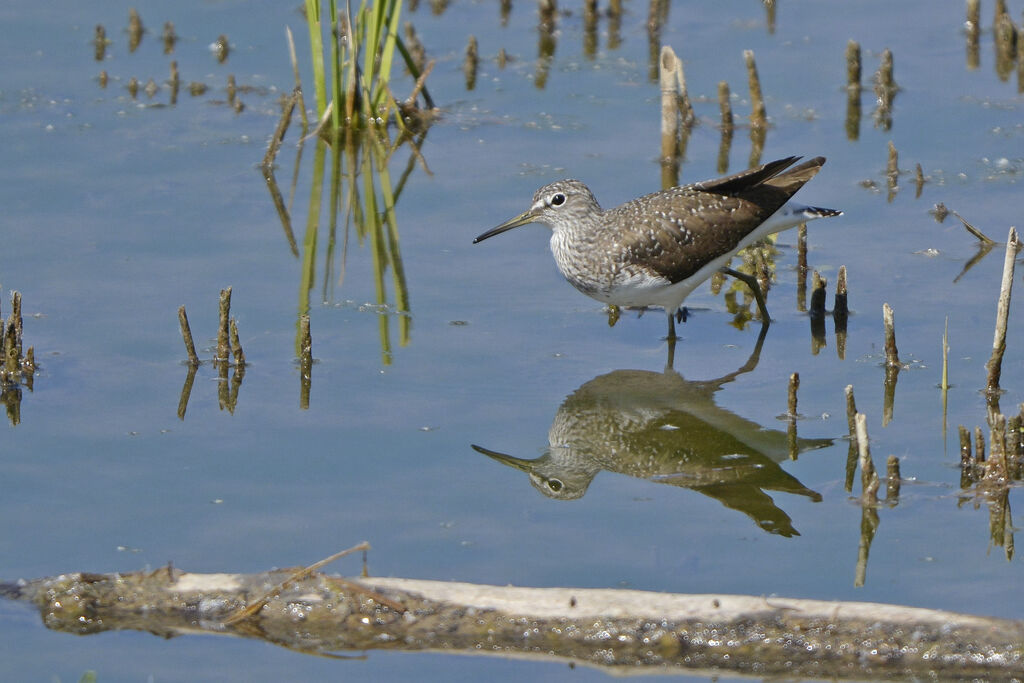 Green Sandpiper, identification