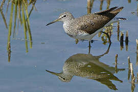 Green Sandpiper