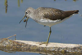 Green Sandpiper