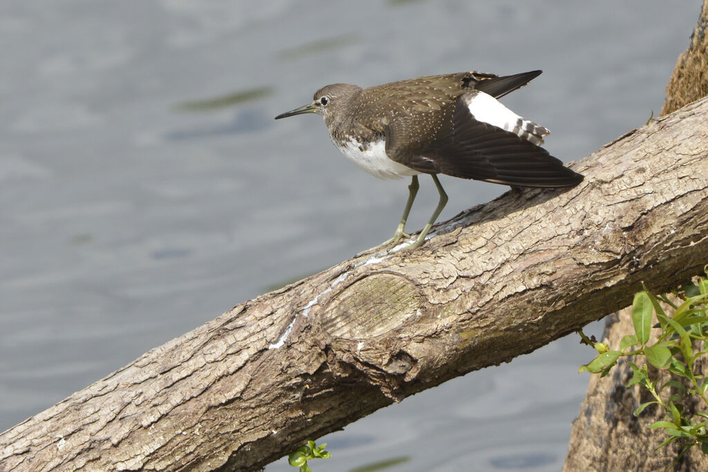 Green Sandpiperadult, identification