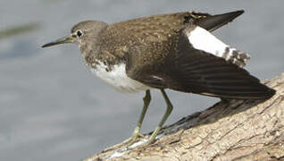 Green Sandpiper