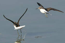 Green Sandpiper