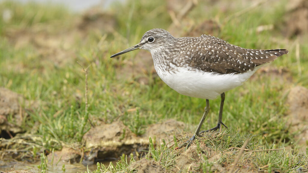 Green Sandpiperadult, identification