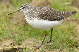 Green Sandpiper