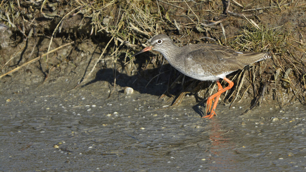 Common Redshankadult, identification