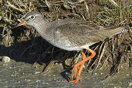 Common Redshank