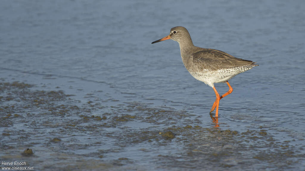 Common Redshankadult post breeding, identification