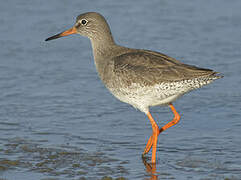 Common Redshank