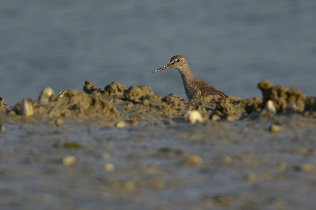 Common Redshankjuvenile, identification