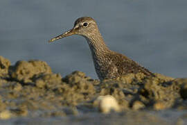 Common Redshank