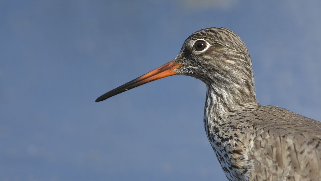 Common Redshankadult, close-up portrait