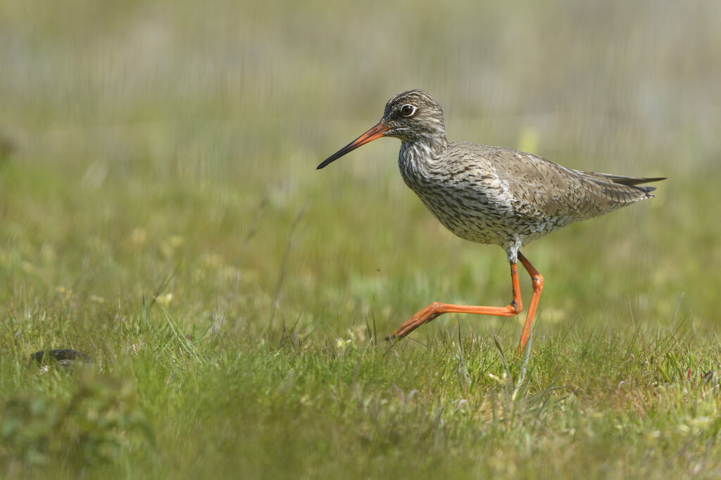 Common Redshankadult breeding, identification