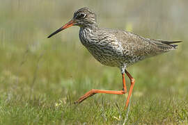 Common Redshank