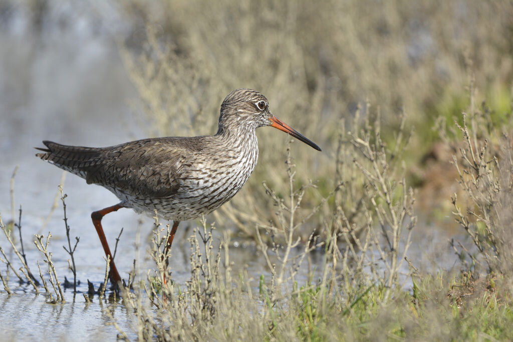 Common Redshankadult breeding, identification