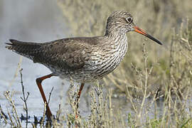 Common Redshank