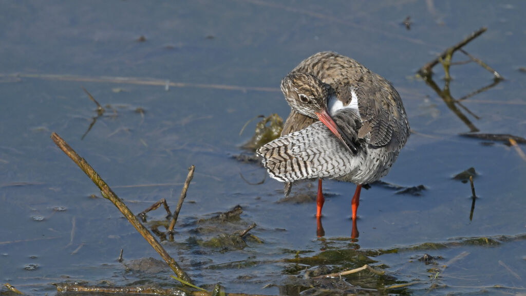 Common Redshankadult breeding, identification, care