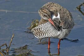 Common Redshank