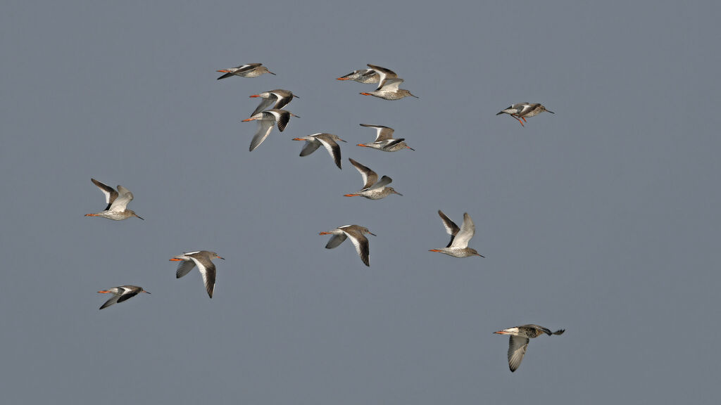 Common Redshank, Flight