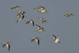 Common Redshank