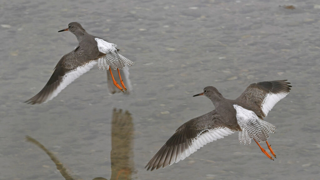 Common Redshankadult post breeding, Flight