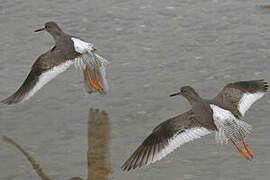 Common Redshank