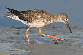 Common Redshank