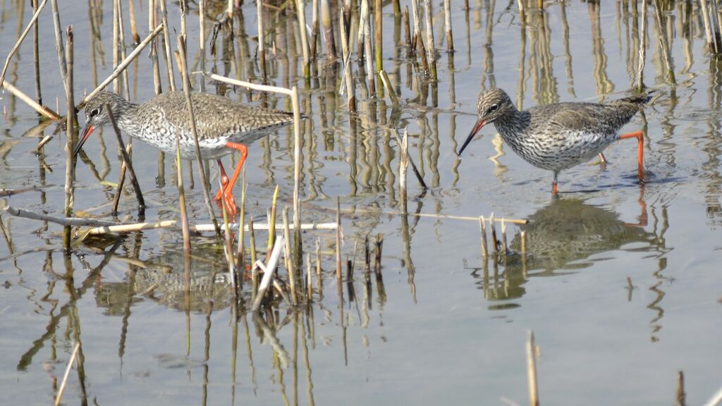 Common Redshank, identification