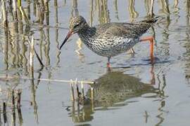 Common Redshank