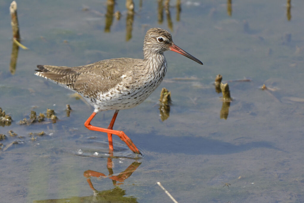 Common Redshank, identification