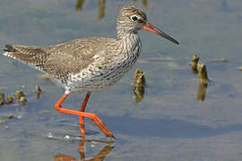 Common Redshank