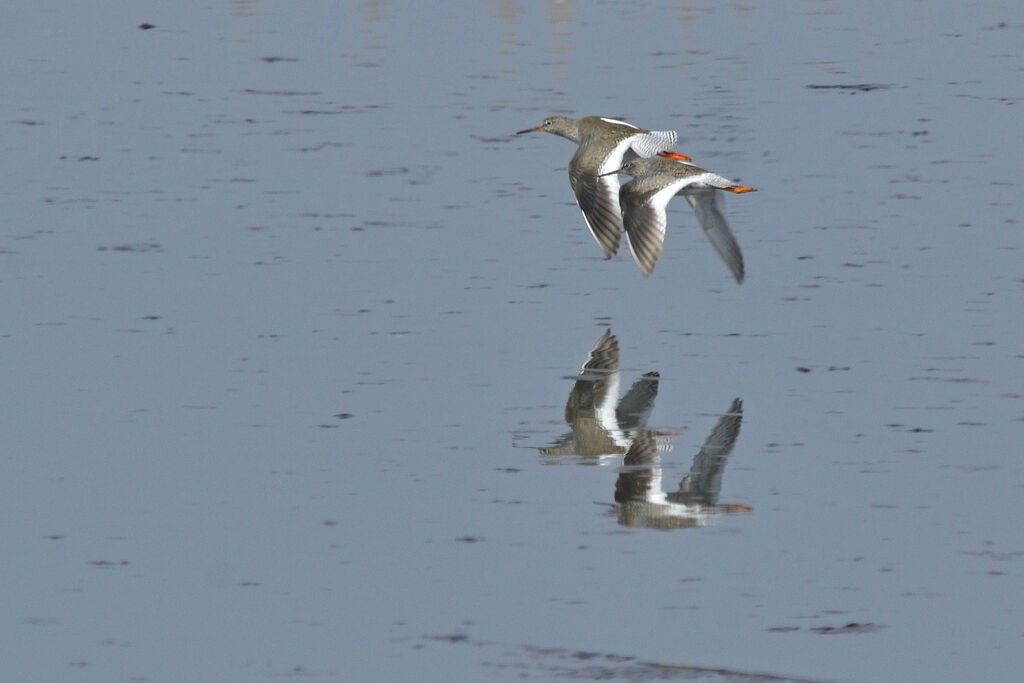 Common Redshank, Flight