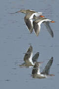 Common Redshank