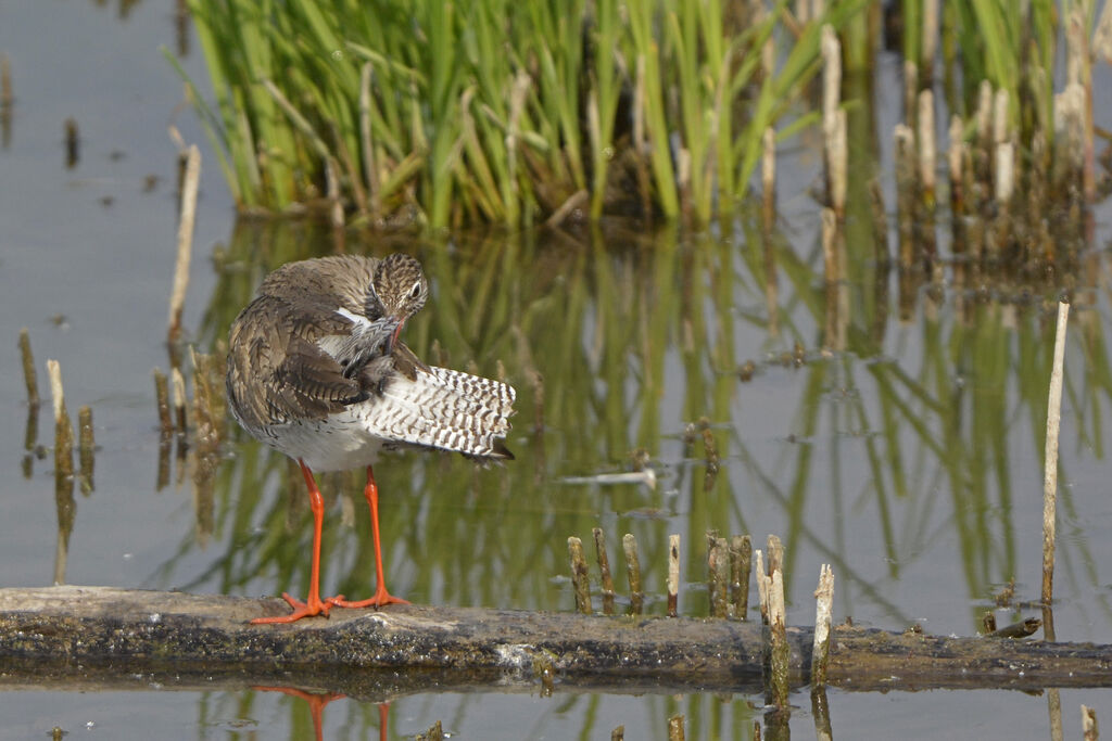 Common Redshank, identification