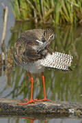 Common Redshank