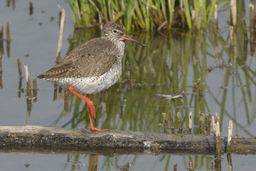 Common Redshank, identification