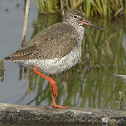 Common Redshank