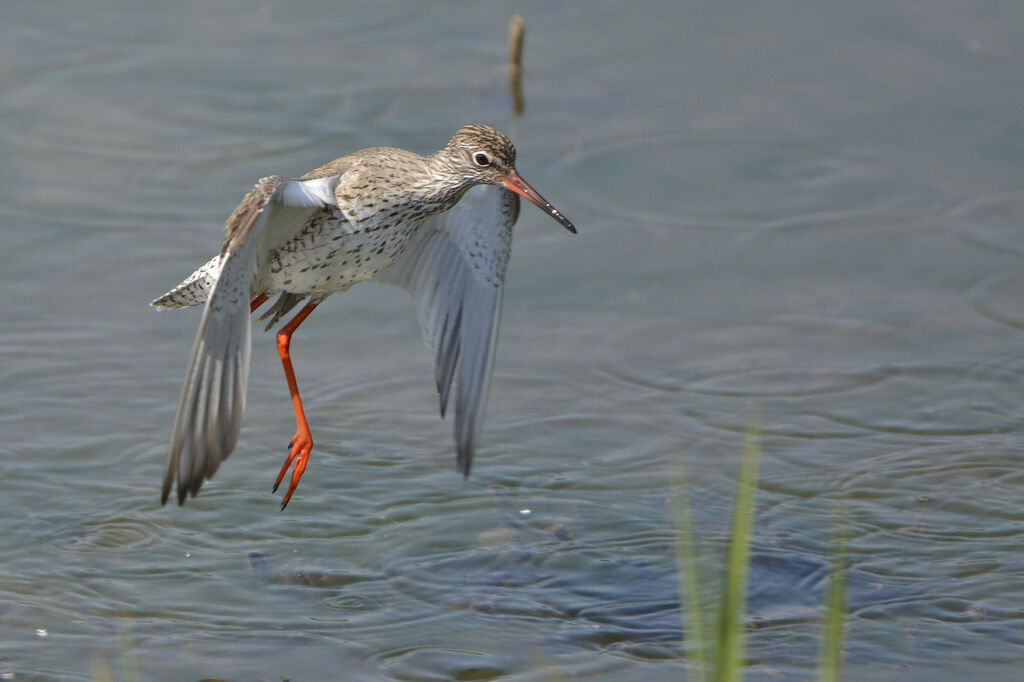 Common Redshank, Flight