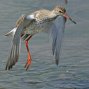 Common Redshank