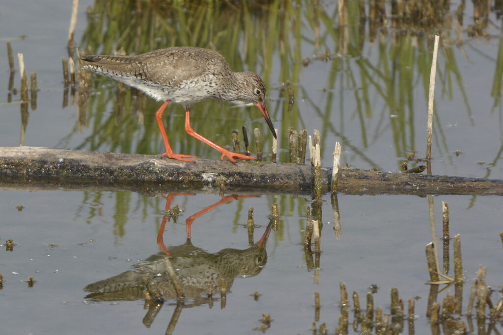 Common Redshank, identification