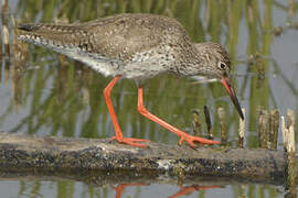 Common Redshank