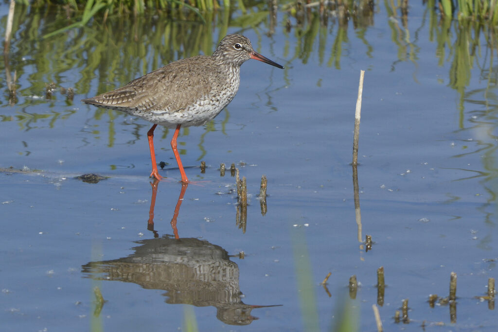 Common Redshank, identification