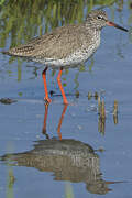 Common Redshank