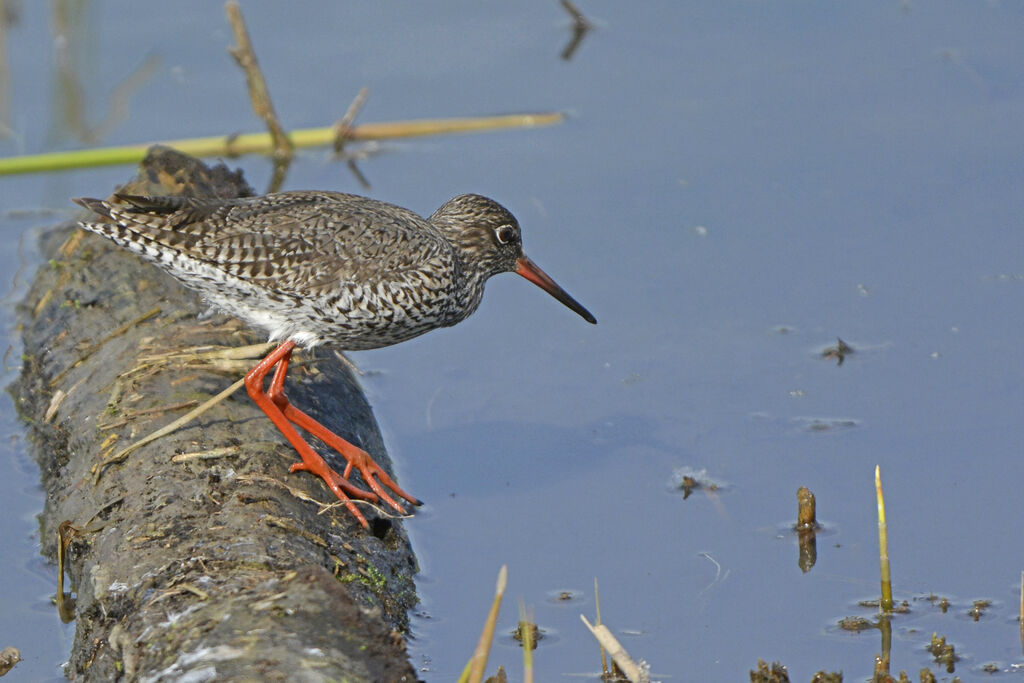 Common Redshank, identification