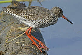 Common Redshank